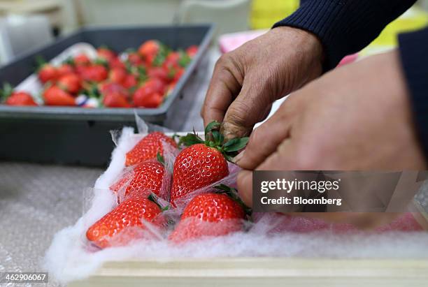 Mikio Okuda, owner of Okuda Farm, packs harvested Himebijin strawberries at his farm in Hashima, Gifu Prefecture, Japan, on Tuesday, Jan. 14, 2013....