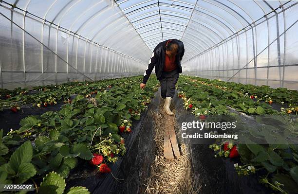 Mikio Okuda, owner of Okuda Farm, harvests Himebijin strawberries in a greenhouse at his farm in Hashima, Gifu Prefecture, Japan, on Tuesday, Jan....