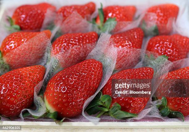Himebijin strawberries sit on individual lining sheets in a box at Okuda Farm in Hashima, Gifu Prefecture, Japan, on Tuesday, Jan. 14, 2013. The farm...