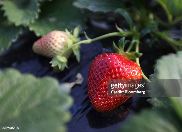 Himebijin strawberries grow in a greenhouse at Okuda Farm in Hashima, Gifu Prefecture, Japan, on Tuesday, Jan. 14, 2013. The farm this month began...
