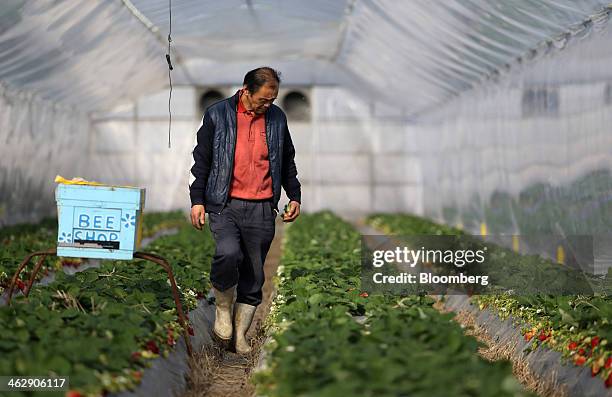 Mikio Okuda, owner of Okuda Farm, walks through a greenhouse as he harvests Himebijin strawberries at his farm in Hashima, Gifu Prefecture, Japan, on...
