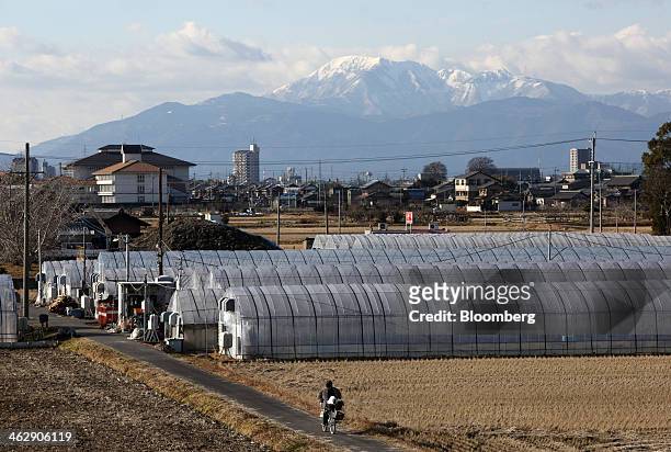 Greenhouses stand at Okuda Farm in Hashima, Gifu Prefecture, Japan, on Tuesday, Jan. 14, 2013. The farm this month began harvesting strawberries that...