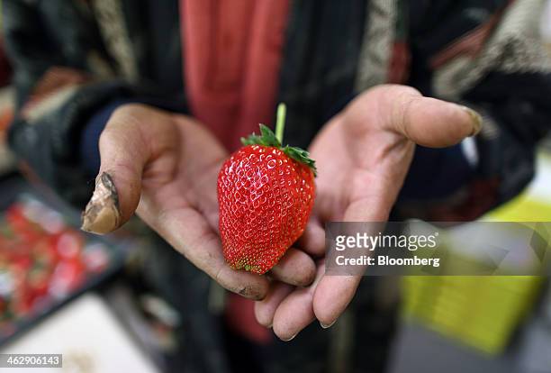 Mikio Okuda, owner of Okuda Farm, holds a Himebijin strawberry, to be priced at 50,000 yen , for a photograph at his farm in Hashima, Gifu...