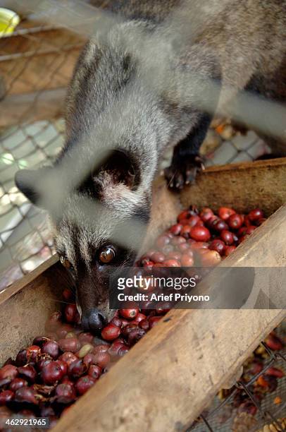 Picture of an Asian Palm Civet on a ranch at the Luwak Mas coffee factory in Pranggang Village. The production of Luwak Coffee or Civet Coffee has...