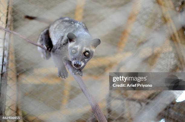 Picture of an Asian Palm Civet on a ranch at the Luwak Mas coffee factory in Pranggang Village. The production of Luwak Coffee or Civet Coffee has...