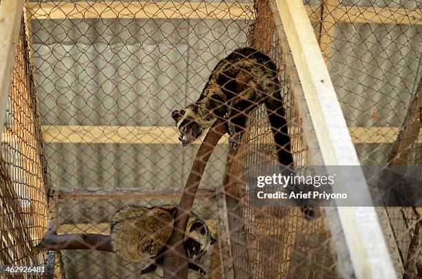 Picture of an Asian Palm Civet on a ranch at the Luwak Mas coffee factory in Pranggang Village. The production of Luwak Coffee or Civet Coffee has...