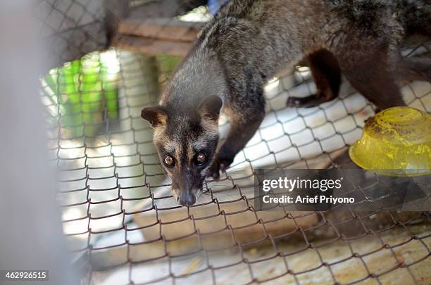 Picture of an Asian Palm Civet on a ranch at the Luwak Mas coffee factory in Pranggang Village. The production of Luwak Coffee or Civet Coffee has...