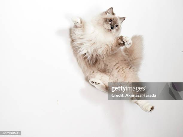 rolling ragdoll - purebred cat bildbanksfoton och bilder
