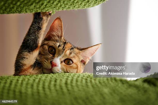 a kitten looking down - calico cat stock pictures, royalty-free photos & images