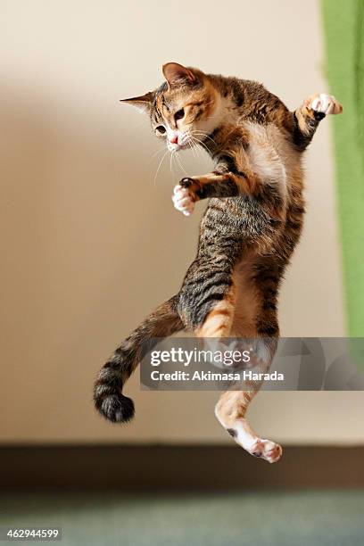 jumping kitten - schwanz stock-fotos und bilder