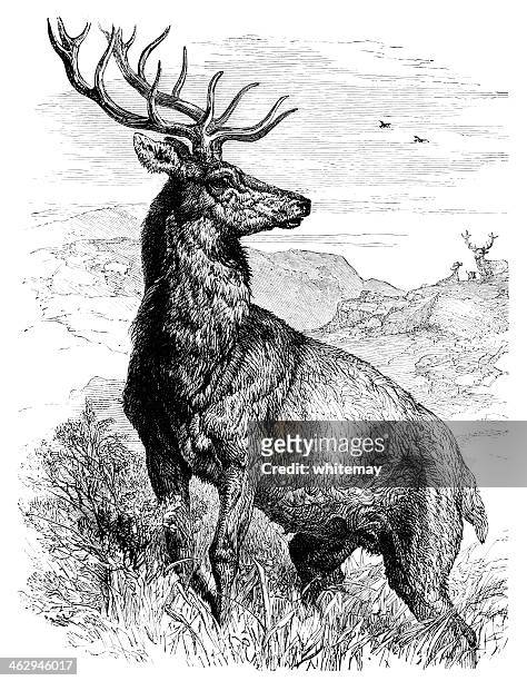 stockillustraties, clipart, cartoons en iconen met red deer stag - stag
