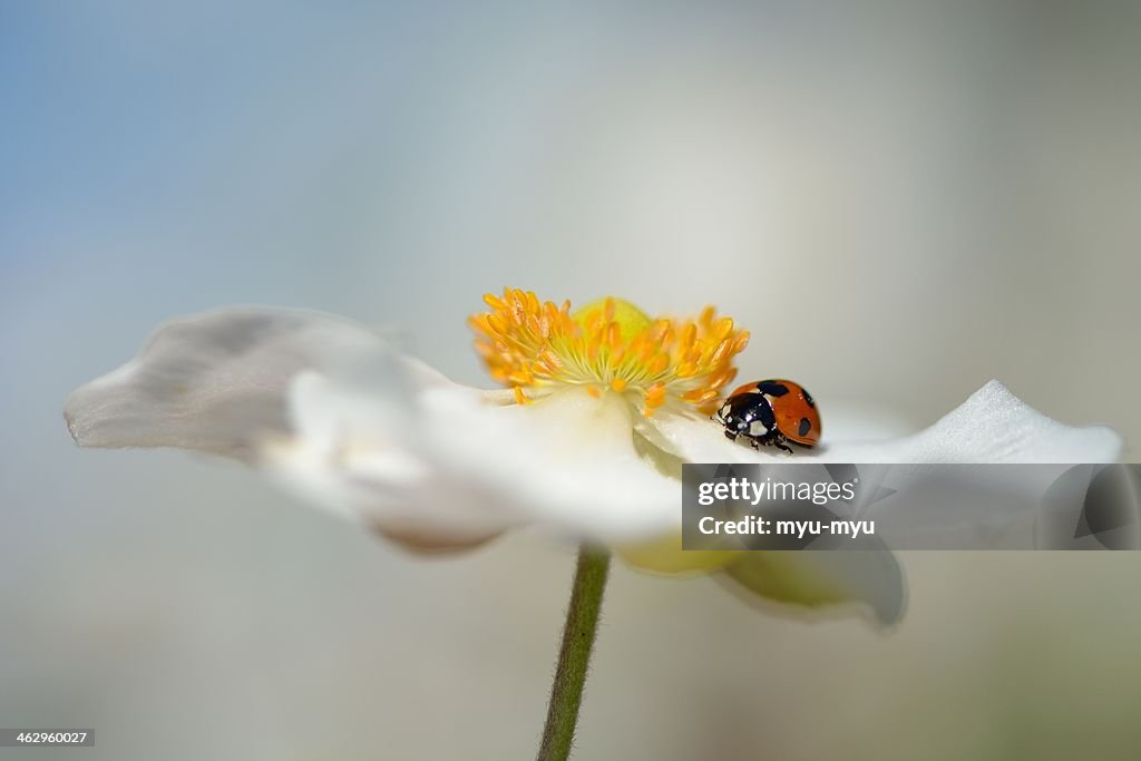 A Ladybug on Japanese anemone