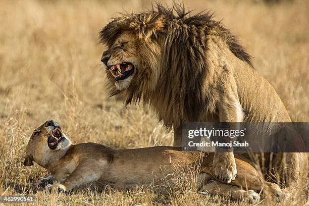 lions mating - accouplement animal photos et images de collection