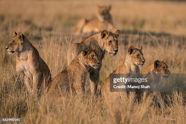 Löwen Rudel Stock-Fotos und Bilder - Getty Images