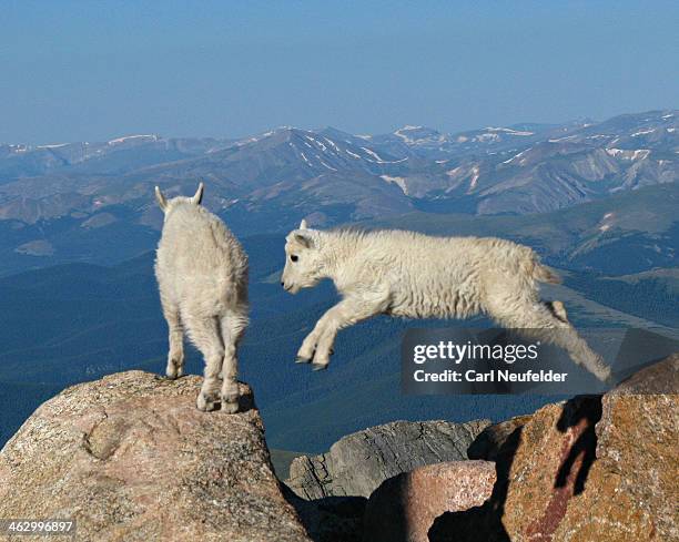 boundless joy on high - cabrito - fotografias e filmes do acervo