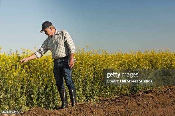 caucasian farmer checking mustard crop - old boots stock pictures, royalty-free photos & images