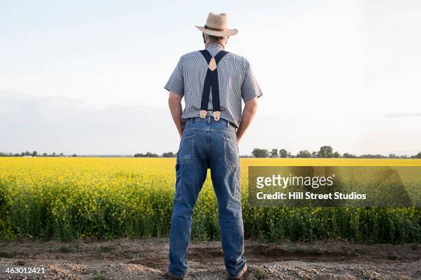 caucasian farmer looking at mustard crop - suspenders 個照片及圖片檔