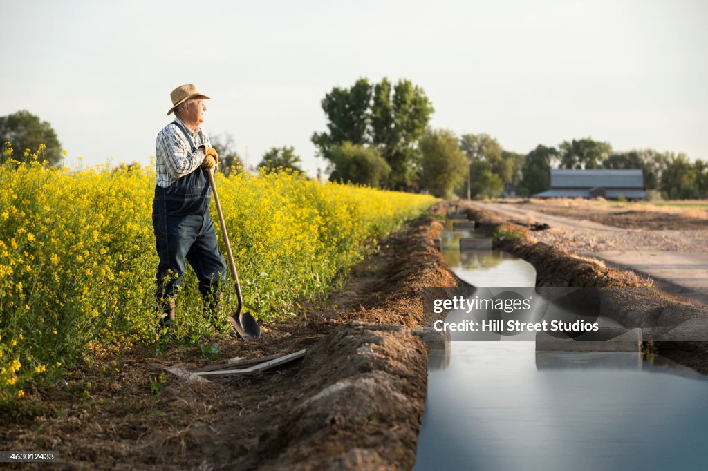 Caucasian farmer standing in mustard field next to irrigation ditch