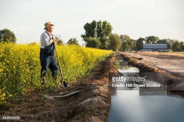 caucasian farmer standing in mustard field next to irrigation ditch - 灌漑設備 ストックフォトと画像