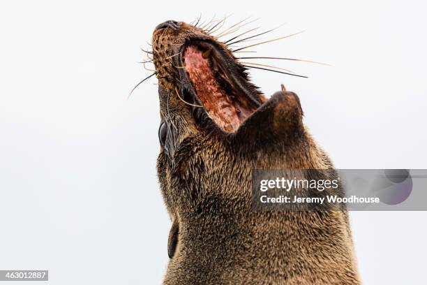 close up of fur seal yawning - boca animal fotografías e imágenes de stock