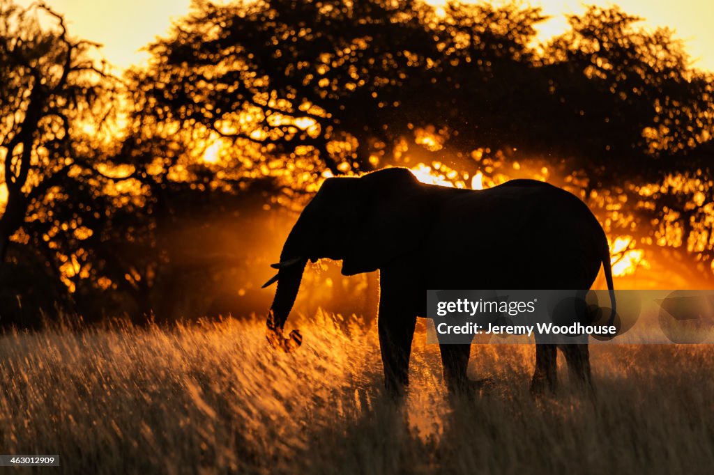 Silhouette of elephant in tall grass
