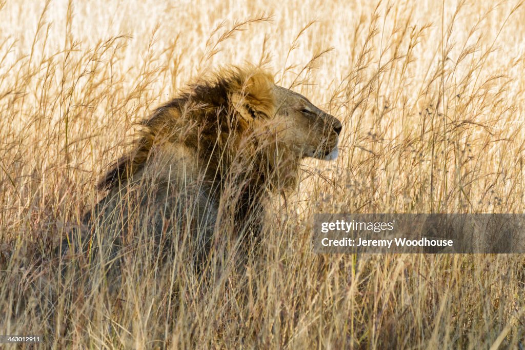 Lion sitting in tall grass