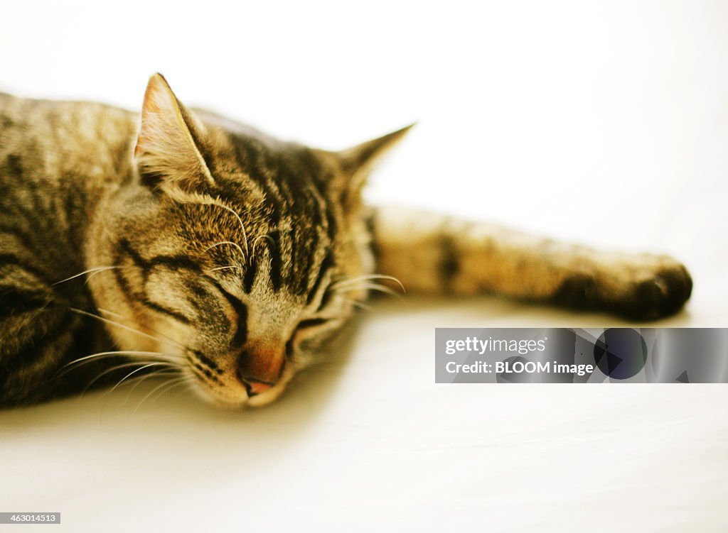 Close-up Of Cat Sleeping