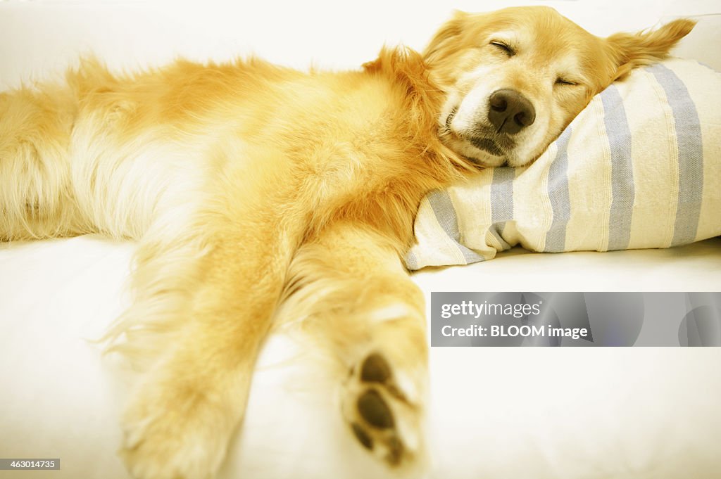 Portrait Of Dog Sleeping