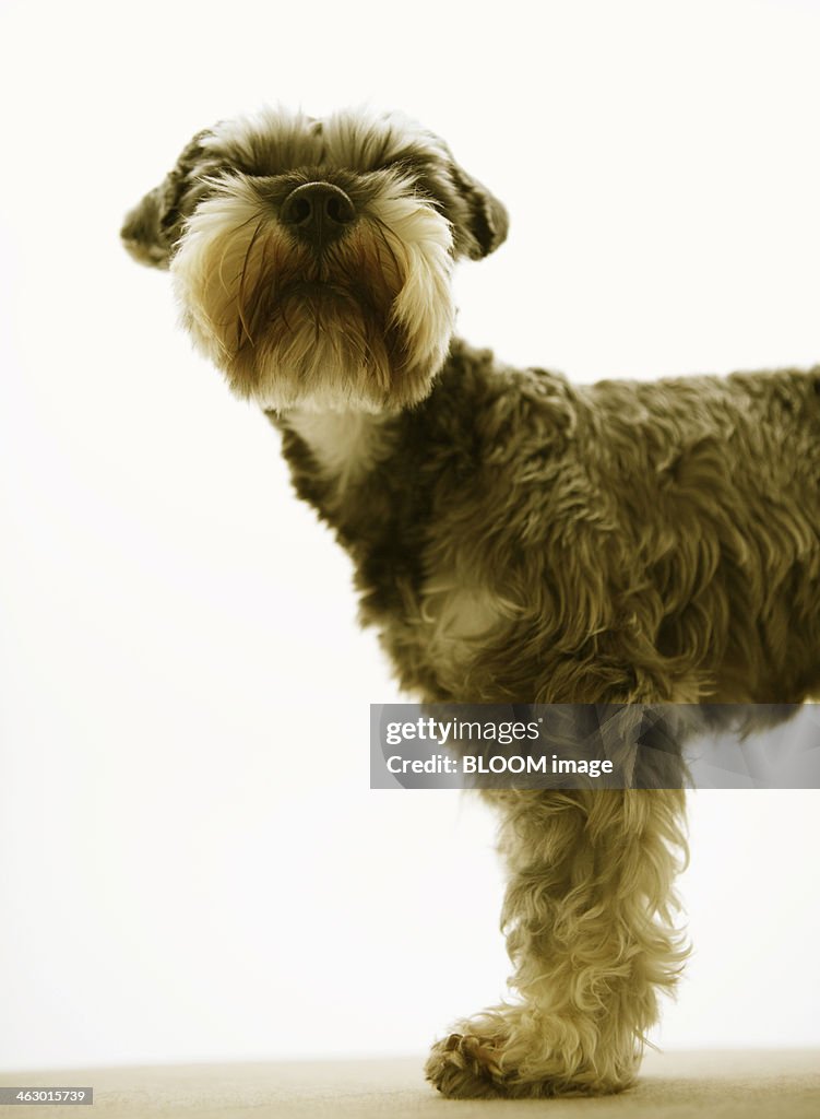 Portrait Of Miniature Schnauzer Dog