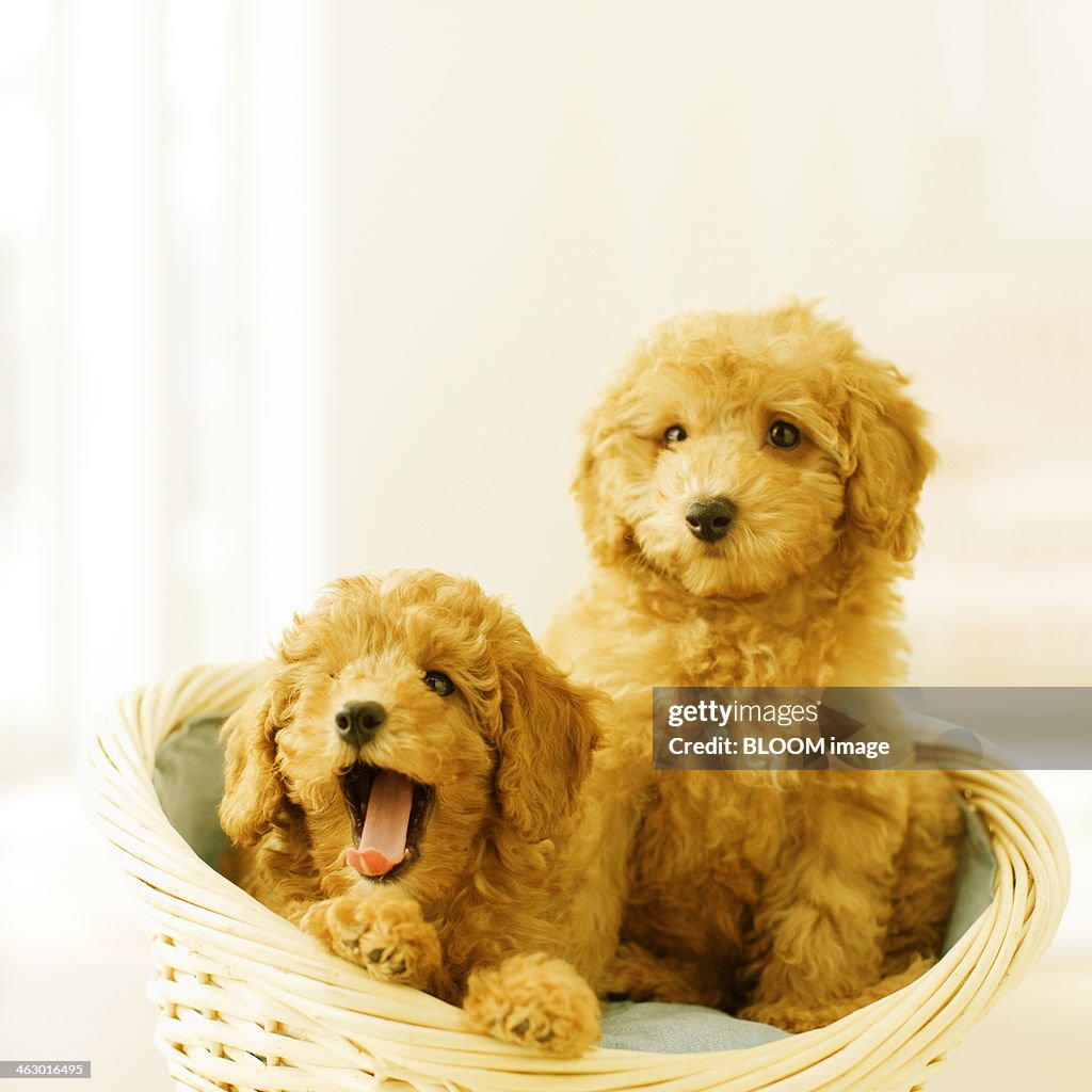 Dogs Sitting In Basket