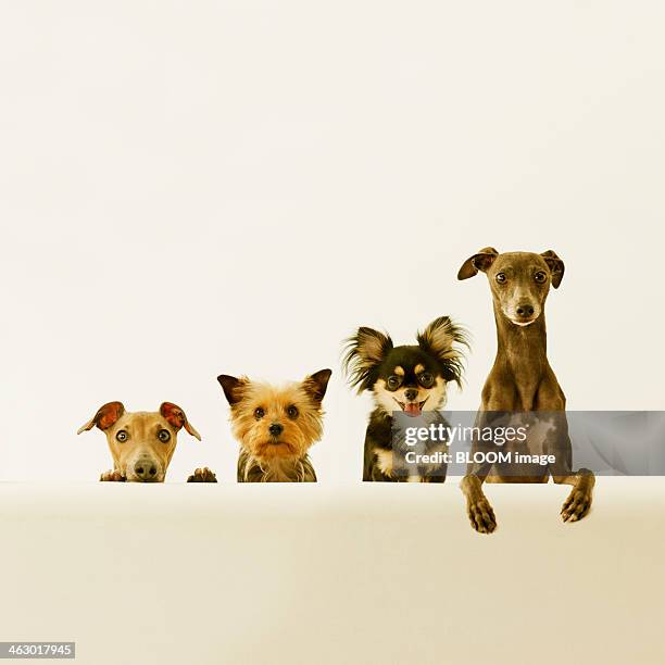 Dogs In A Row Dogs Sitting In A Row Photos and Premium High Res Pictures - Getty Images