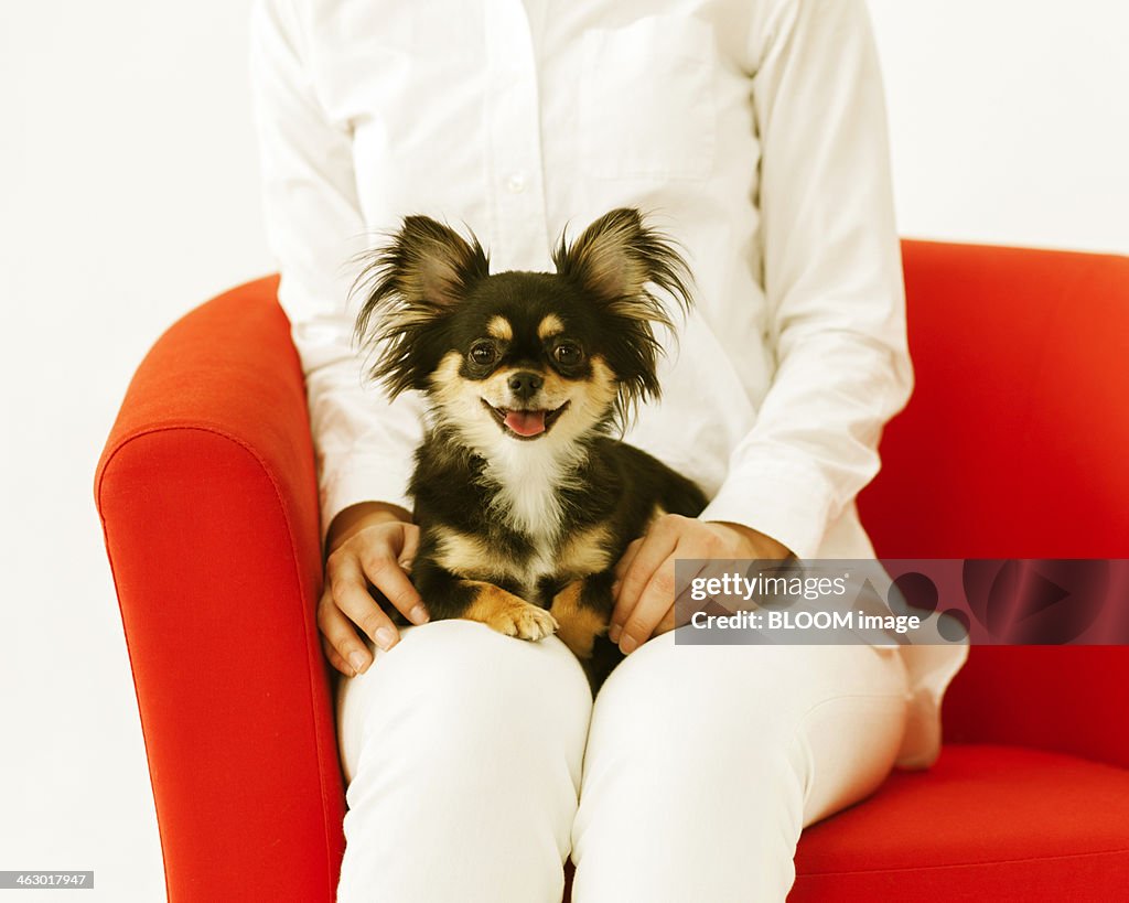 Woman Holding Chihuahua On Lap