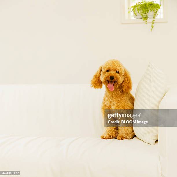 dog standing on couch - caniche de juguete fotografías e imágenes de stock