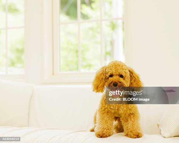 dog standing on couch - toy poodle stock pictures, royalty-free photos & images