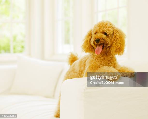 dog leaning on couch - toy poodle stock pictures, royalty-free photos & images