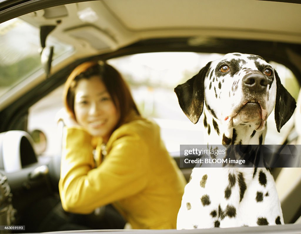 Woman With Dalmatian In Car