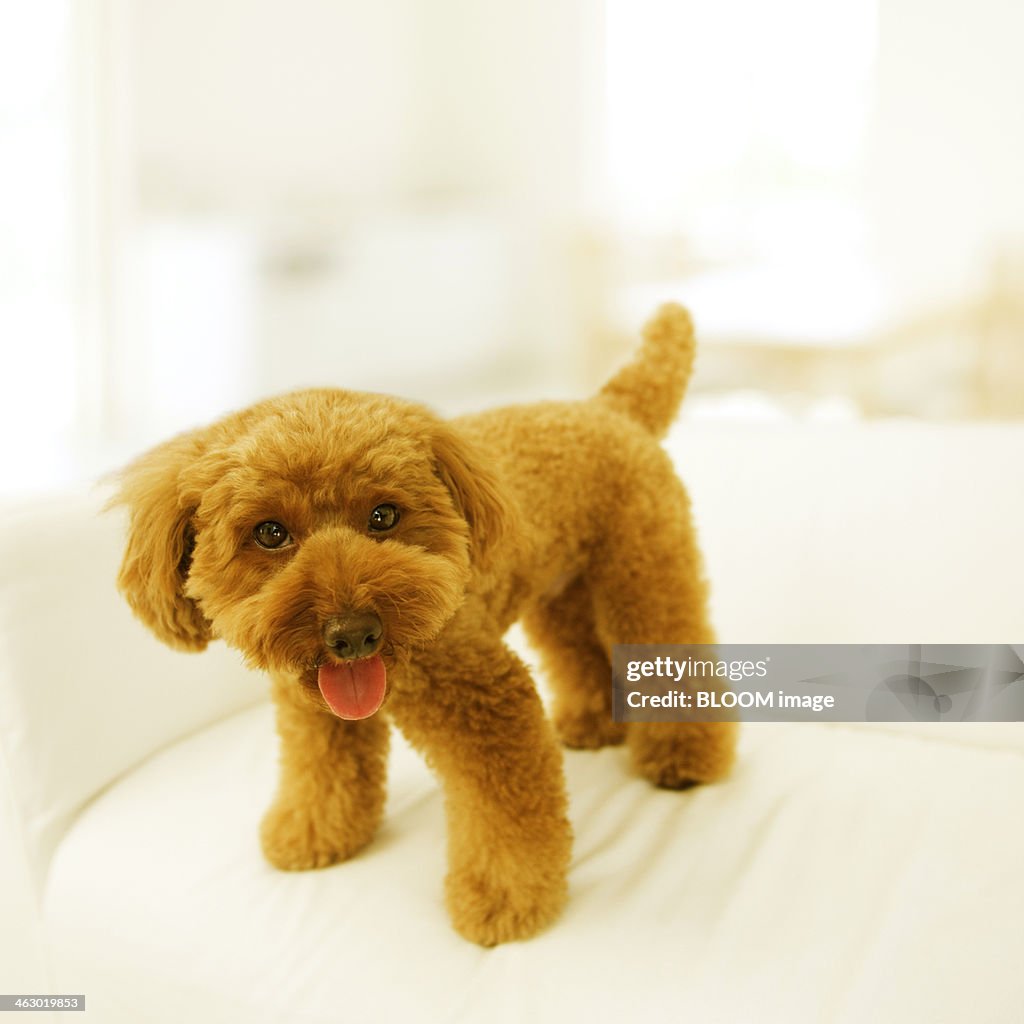 Toy Poodle Standing On Sofa