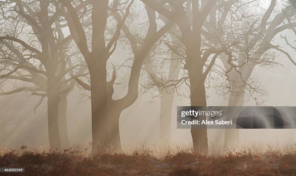 Winter mist shrouded trees in Richmond Park.