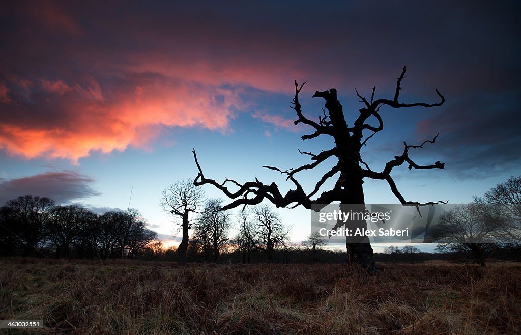 A dead tree in the sunset in Richmond Park, London.