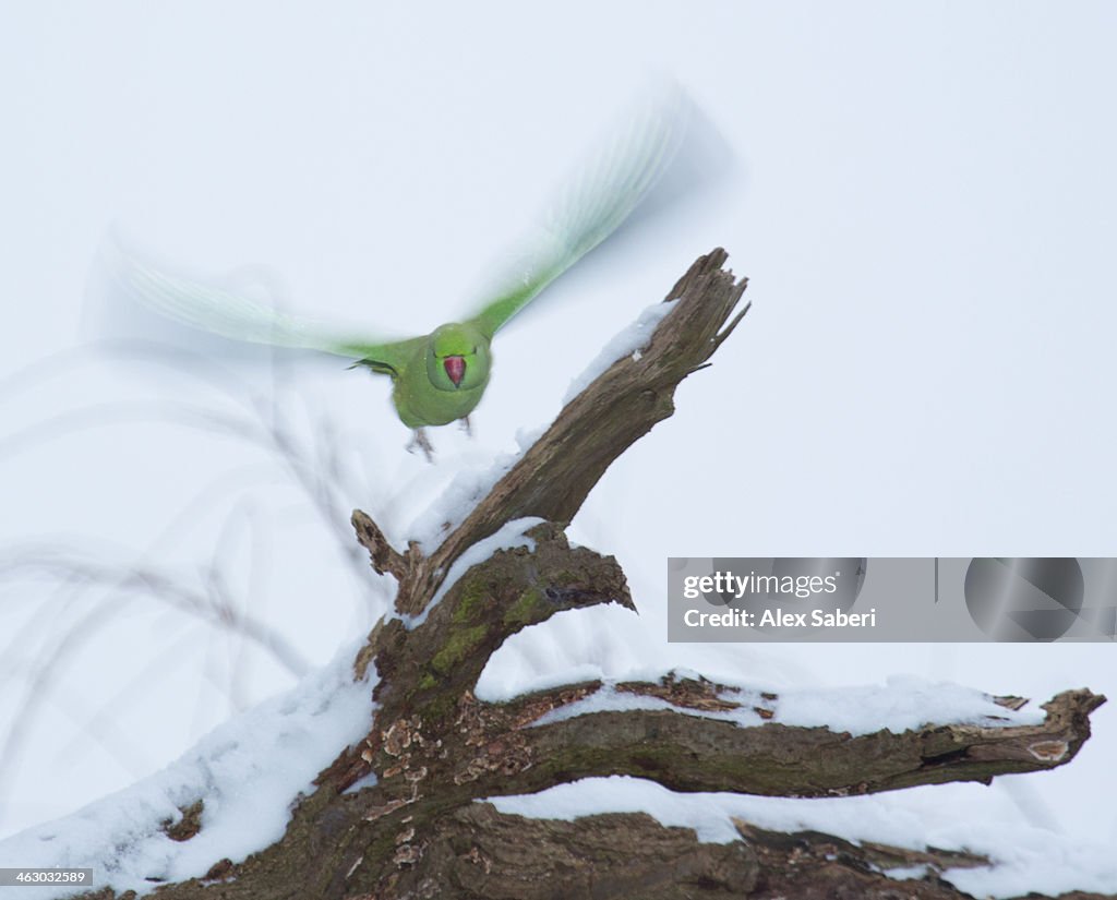 A rose-ringed parakeet, Psittacula krameri, takes flight on a snowy winter's day.