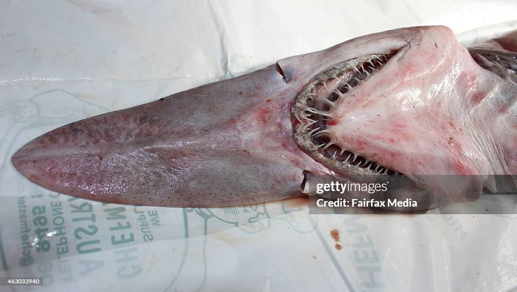 Goblin Shark Caught On The NSW South Coast