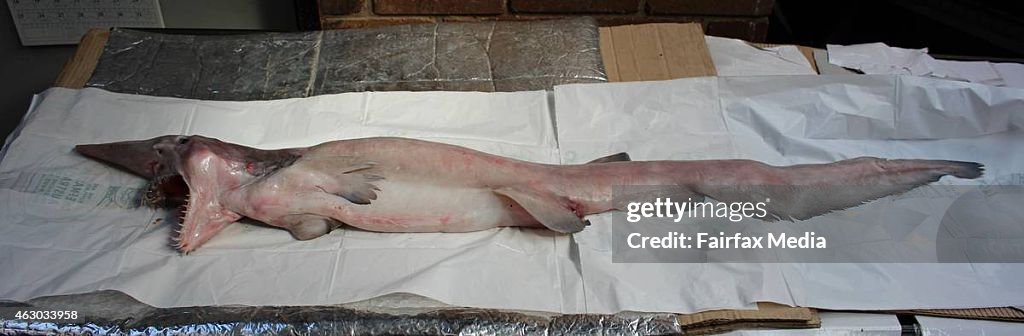 Goblin Shark Caught On The NSW South Coast