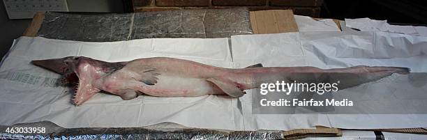 The rare goblin shark was caught by fishermen off Green Cape on the NSW south coast and was taken to the nearby town of Merimbula for examination,...