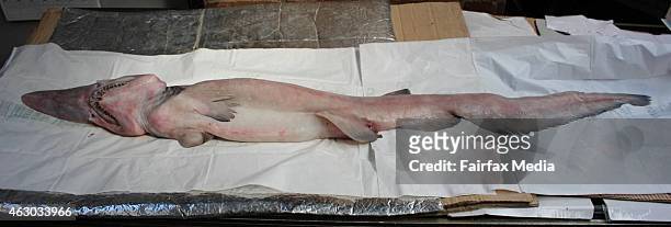 The rare goblin shark was caught by fishermen off Green Cape on the NSW south coast and was taken to the nearby town of Merimbula for examination,...
