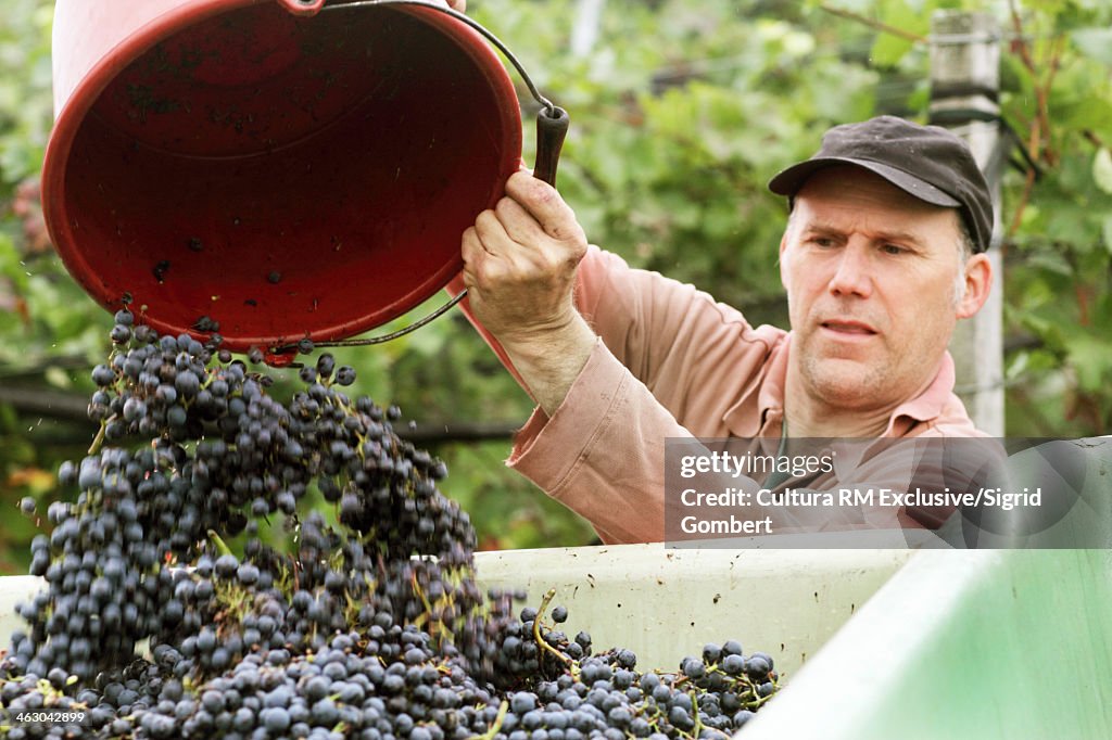 Organic wine grower tipping grapes from bucket