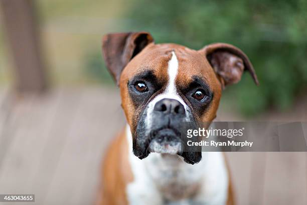 boxer dog portrait - boxer dog ストックフォトと画像