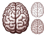 Brain. Top view