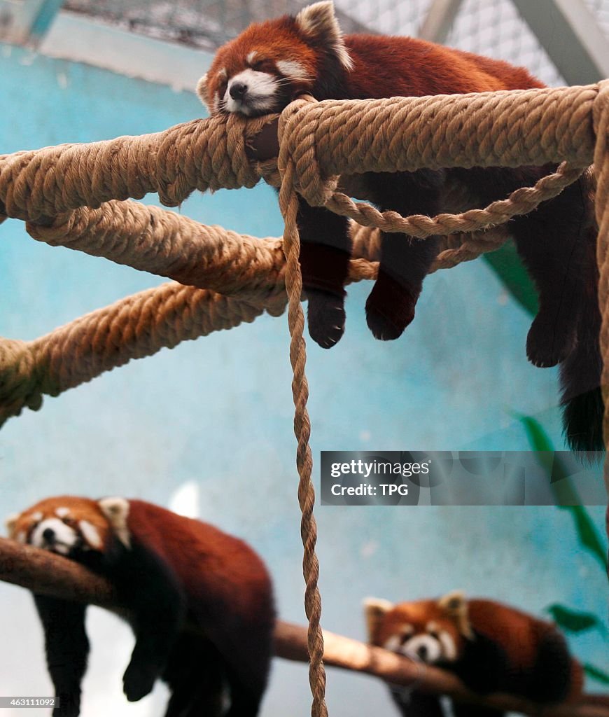 Red pandas