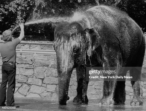 Trainer Larry Joyner hosing down Grumpy the elephant at the Bronx Zoo. Bronx, NY.