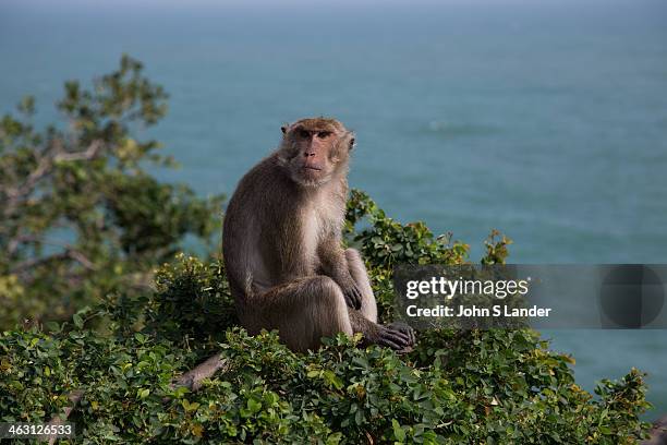 Macaque Monkey and the Gulf of Thailand at Khao Takiab, at the southern end of Hua Hin beach. The hill is also know as Monkey Mountain thanks to the...